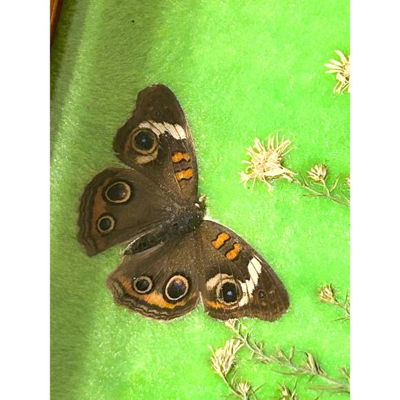 Vintage Framed Taxidermy Butterfly Buckeye Art Specimen Collection Curiosities - Picture 5 of 10
